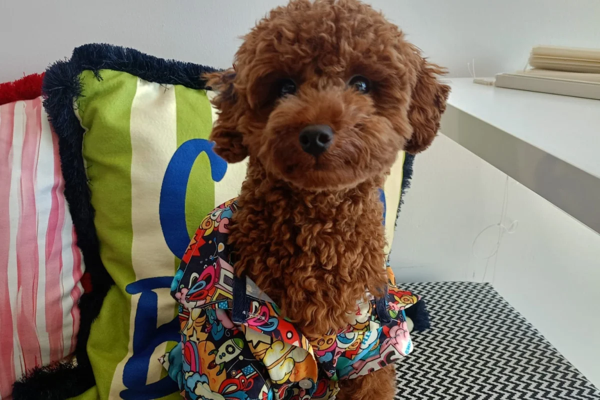 Safkan Kore Kan Poodle Oğlumuza   EŞ Arıyoruz 2