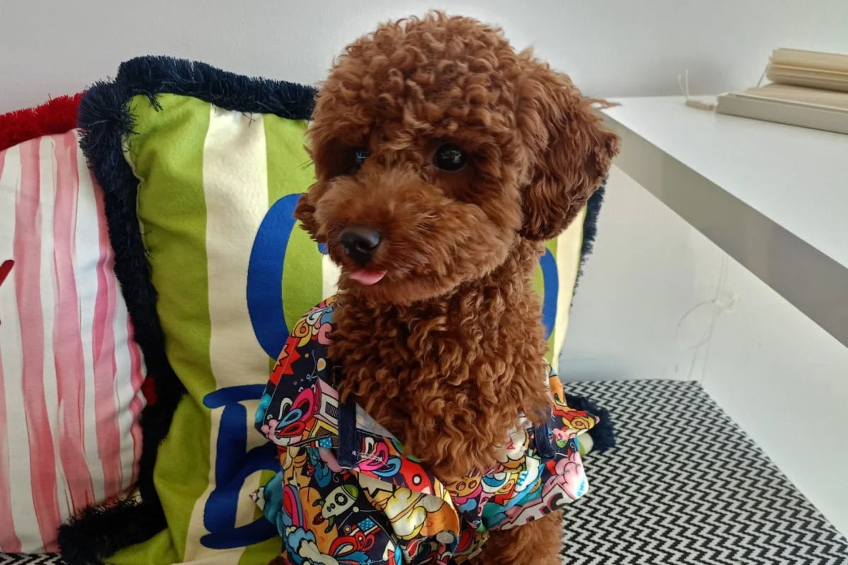 Safkan Kore Kan Poodle Oğlumuza   EŞ Arıyoruz 1