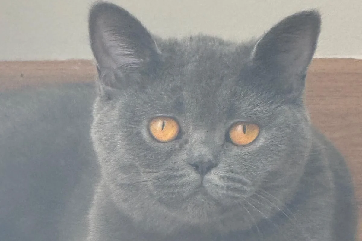 BRİTİSH SHORTHAİR SAFKAN 1