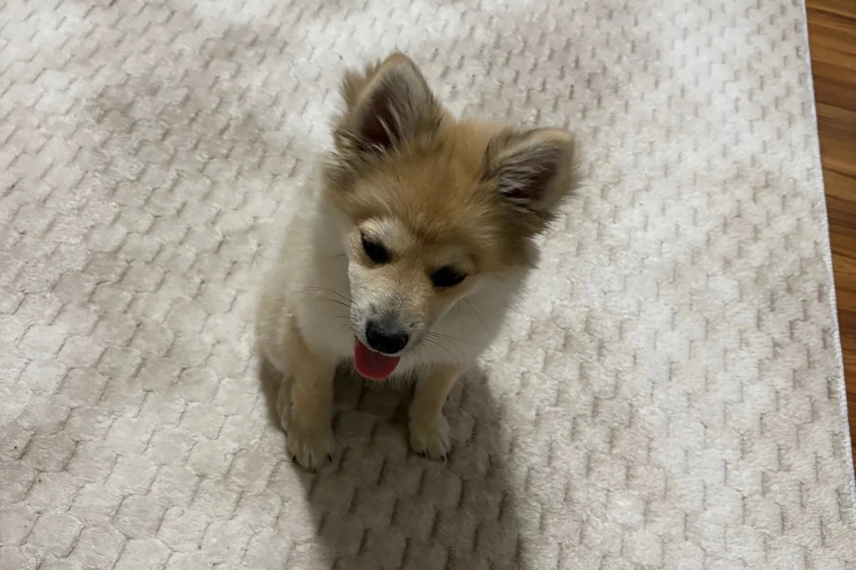 4 aylık pomeranian spitz 1