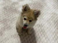 4 aylık pomeranian spitz