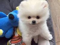 3 aylık erkek pomerian tea cup bütün herşeyi ile