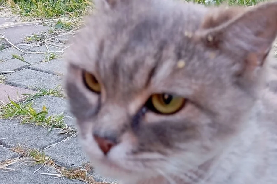 7 aylık british kedi 2