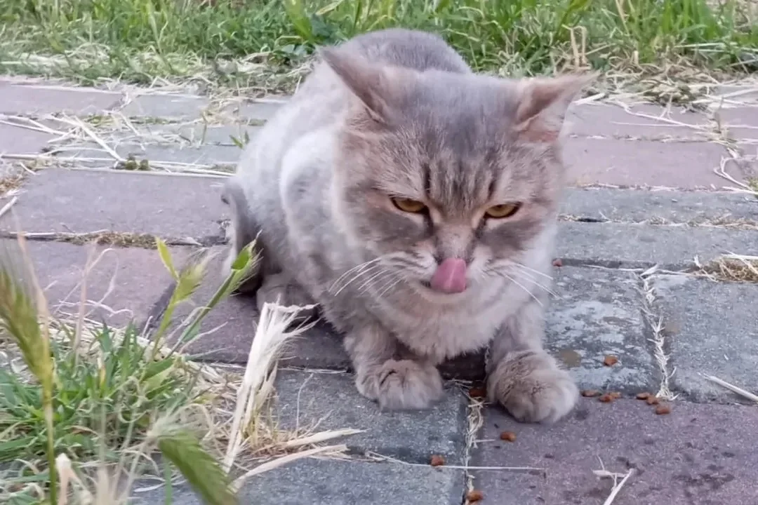 7 aylık british kedi 1