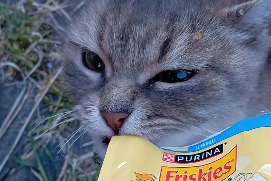 7 aylık british kedi 5