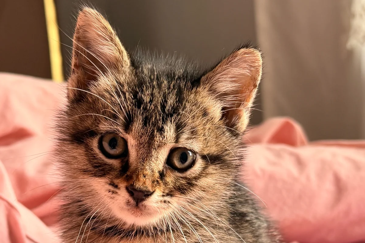 Sevgi Dolu Bir Yuva Bekliyor! 🐾 1