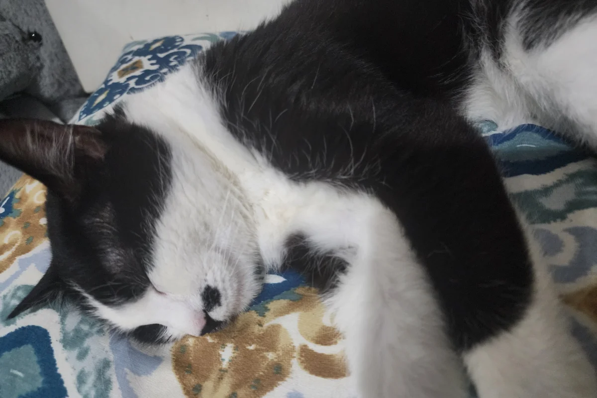 smokin kedi nerdeyse 1 yaşında 1