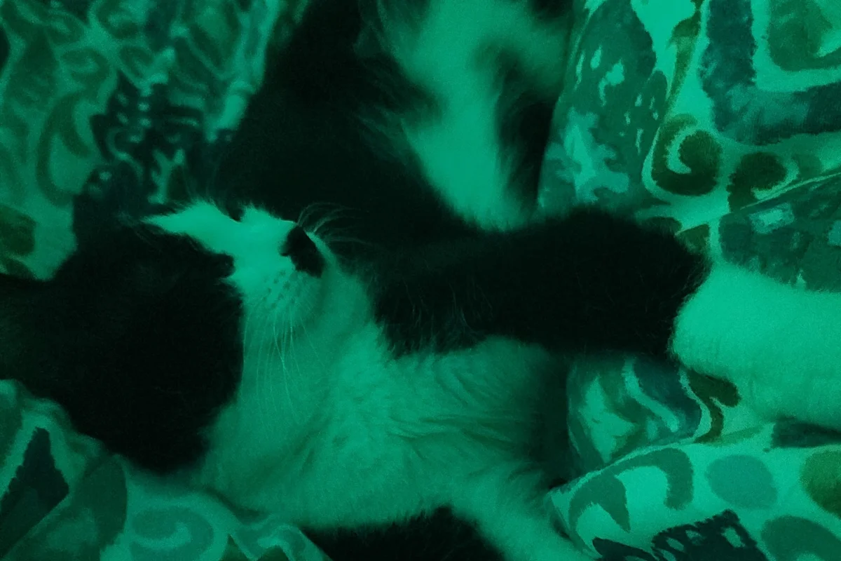 smokin kedi nerdeyse 1 yaşında 2