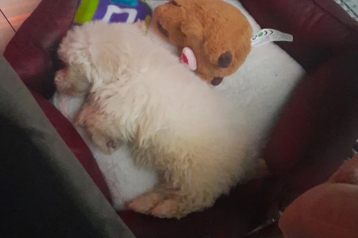 3 AYLIK MALTESE 3