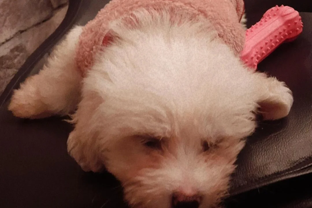 3 AYLIK MALTESE 2