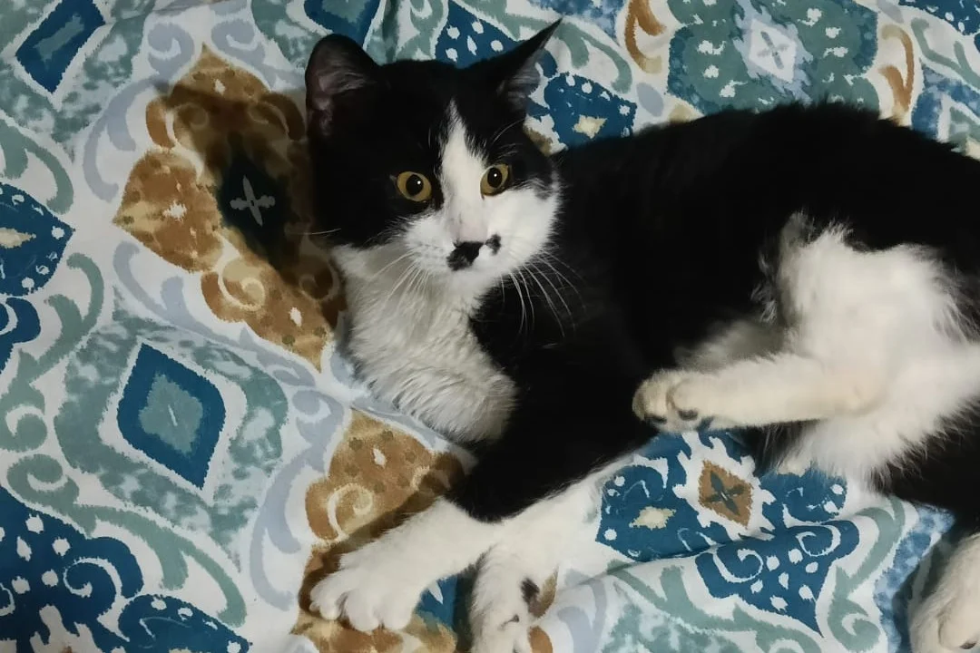 smokin kedi nerdeyse 1 yaşında 4