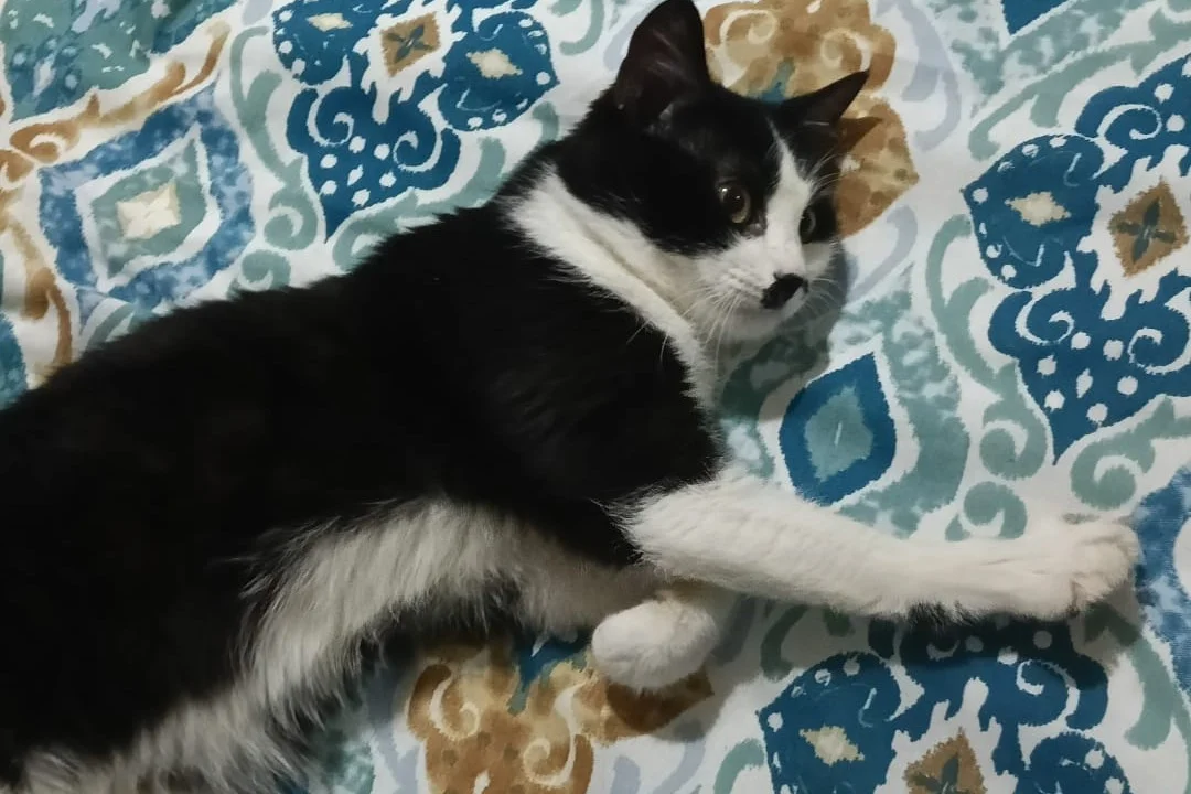smokin kedi nerdeyse 1 yaşında 3