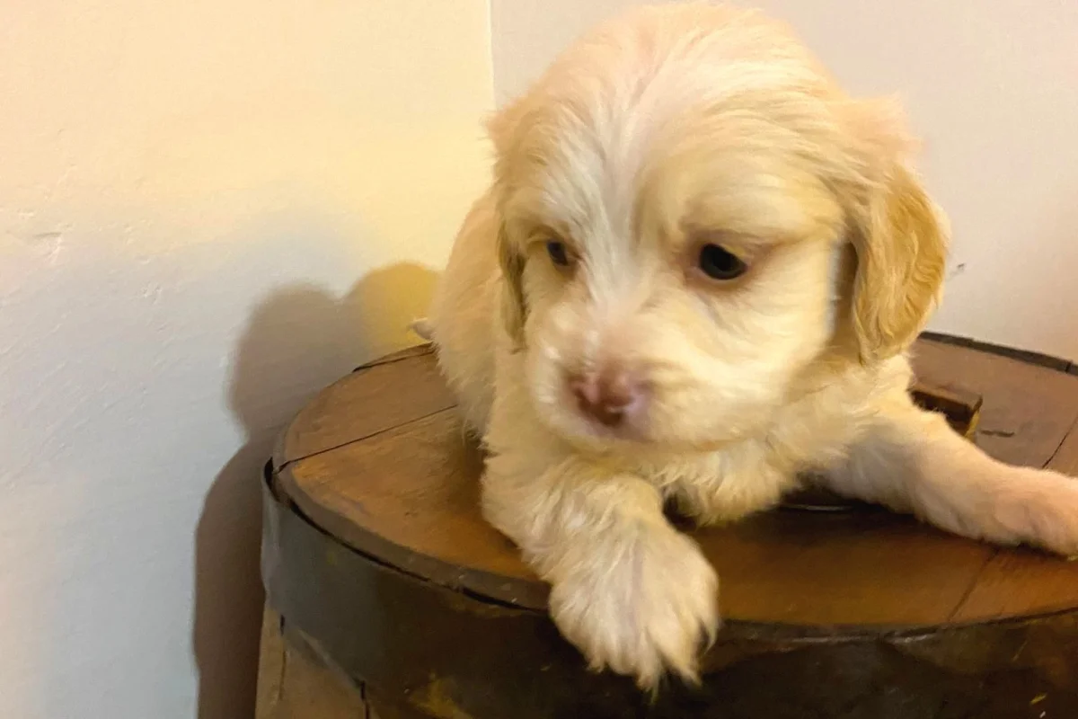 Ev doğumu maltipoo bebeklerimiz 2