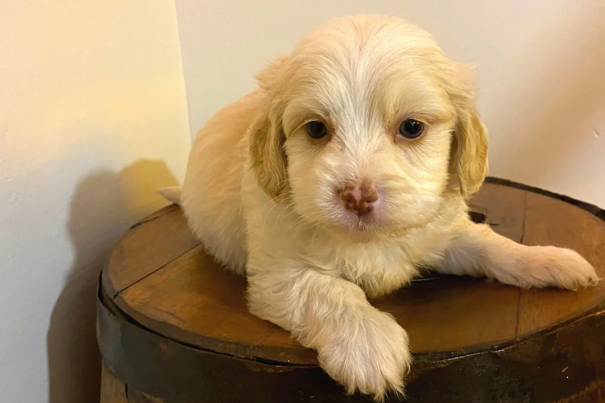 Ev doğumu maltipoo bebeklerimiz 1