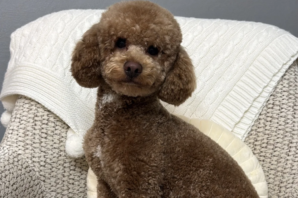 2 yaşına yakın erkek toy poodle 1