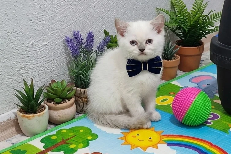 Boncuk gözlü yavrularım teslime hazır 1