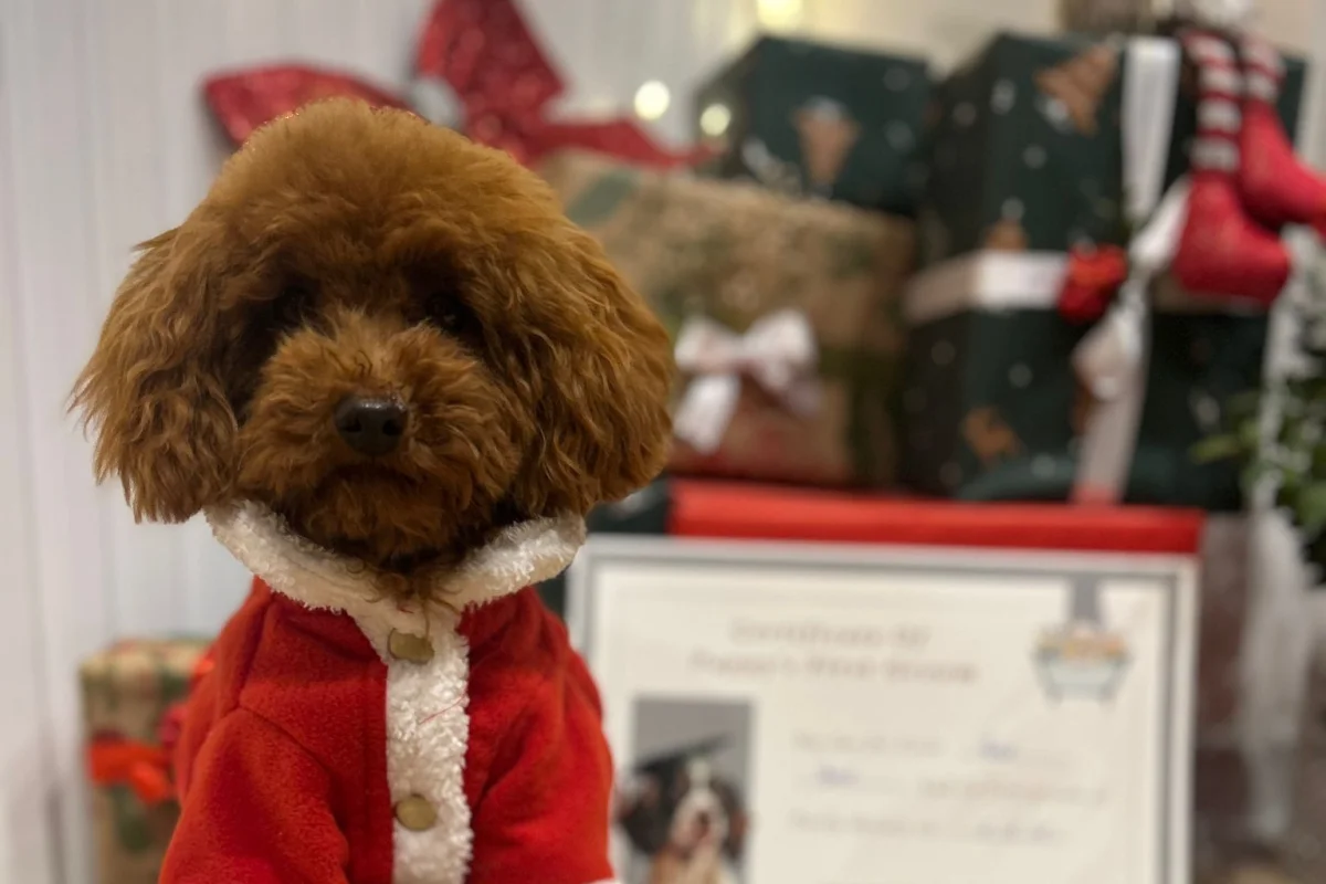 Kore Teacup Poodle 1