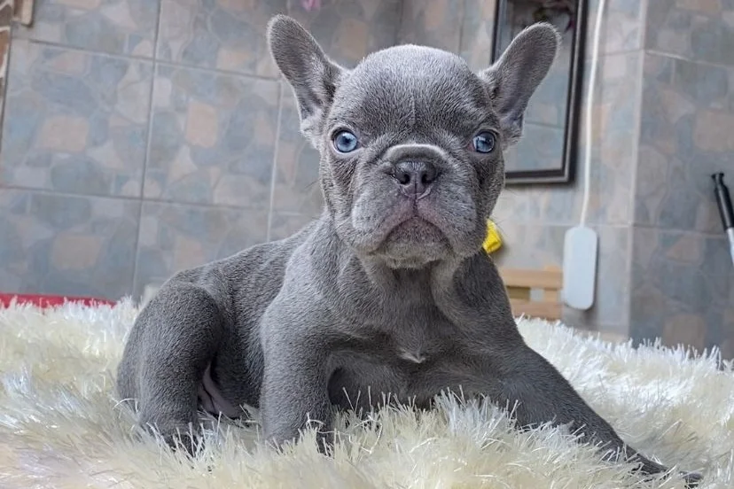EGZOTİK BLUE FRENCH BULLDOG YAVRULARIM REZERVEYE AÇIK 1