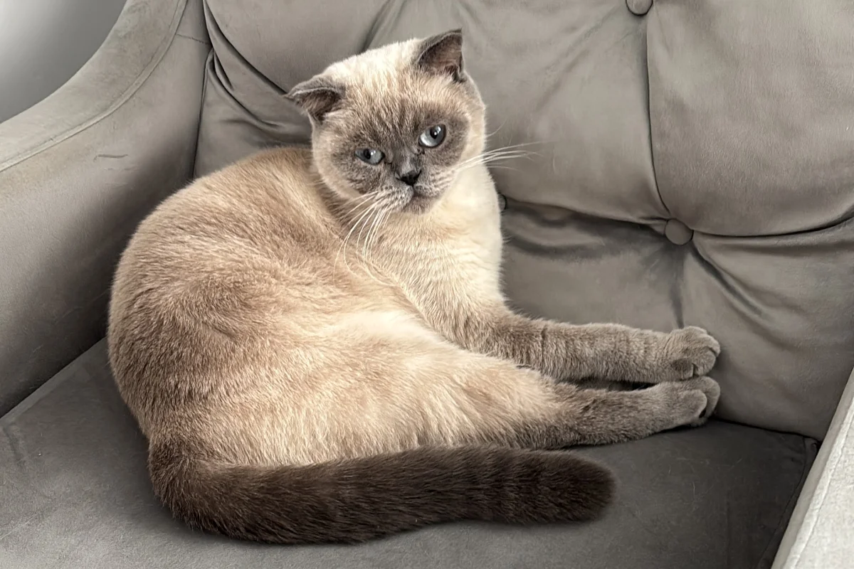scottish fold 1