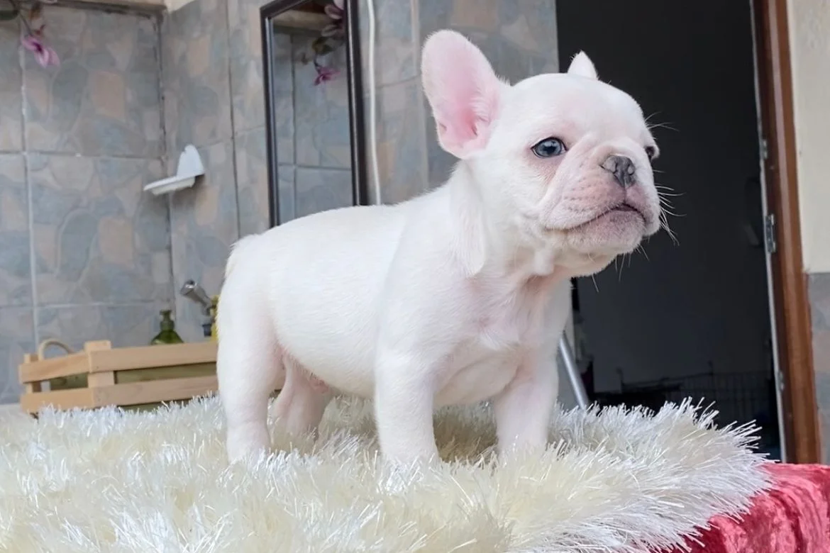 EGZOTİK BLUE FRENCH BULLDOG YAVRULARIM REZERVEYE AÇIK 4