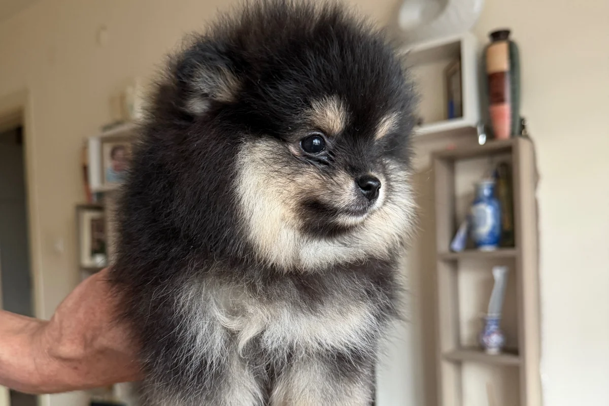 Safkan Pomeranian boo 1