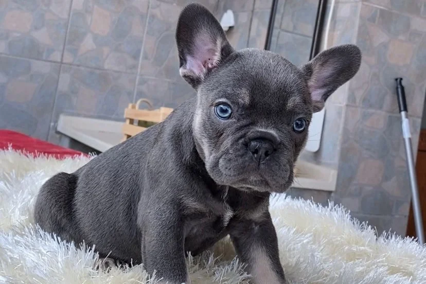 EGZOTİK BLUE FRENCH BULLDOG YAVRULARIM REZERVEYE AÇIK 2
