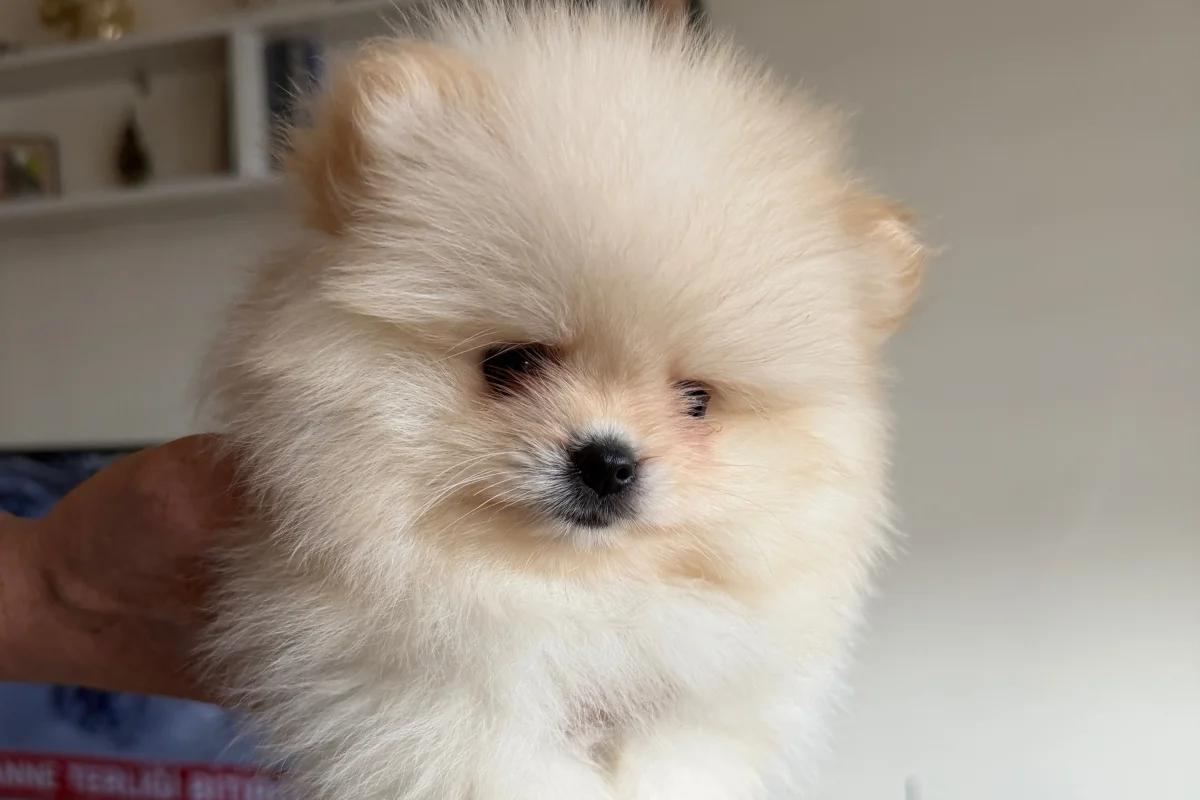 Safkan pomeranian boo 1