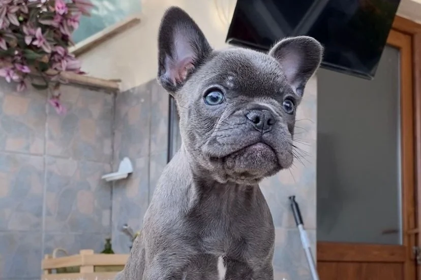 EGZOTİK BLUE FRENCH BULLDOG YAVRULARIM REZERVEYE AÇIK 3