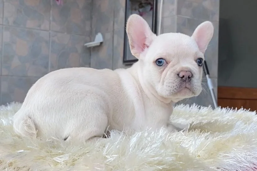 EGZOTİK BLUE FRENCH BULLDOG YAVRULARIM REZERVEYE AÇIK 5