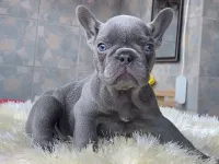 EGZOTİK BLUE FRENCH BULLDOG YAVRULARIM REZERVEYE AÇIK
