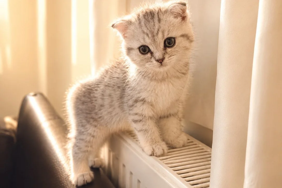 2 Aylık Scottish Fold Dişi yavrumuz yeni yuvasını arıyor 1