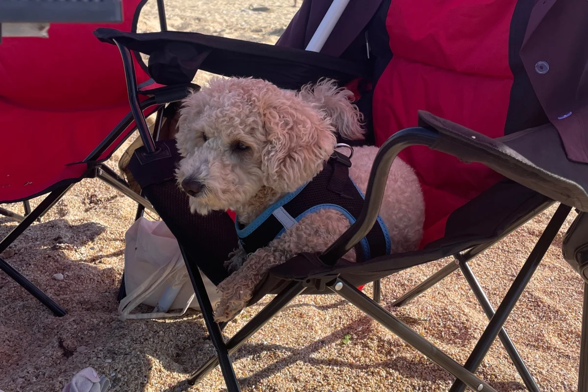 3 yaşında erkek toypoodle ogluma eş arıyorum 1