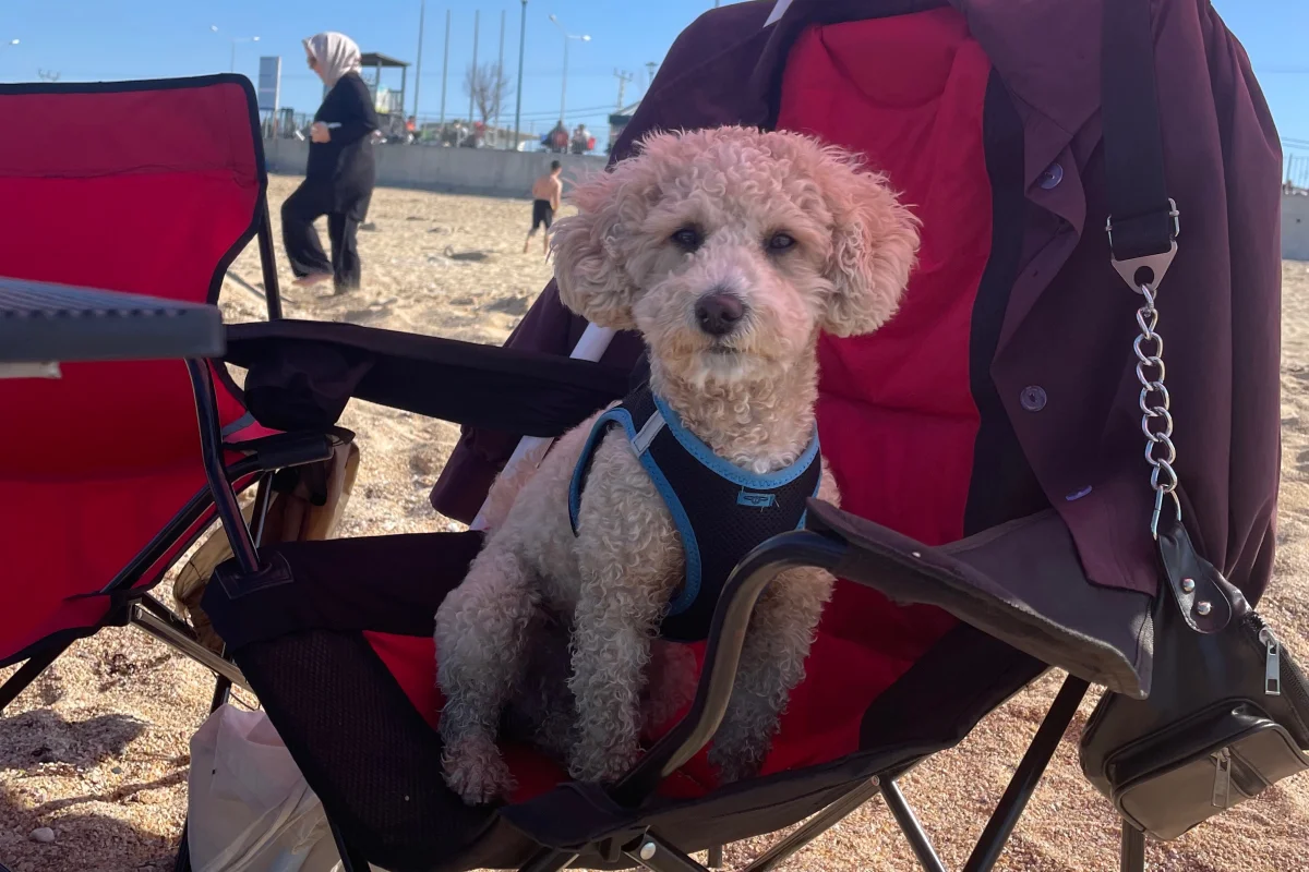 3 yaşında erkek toypoodle ogluma eş arıyorum 2