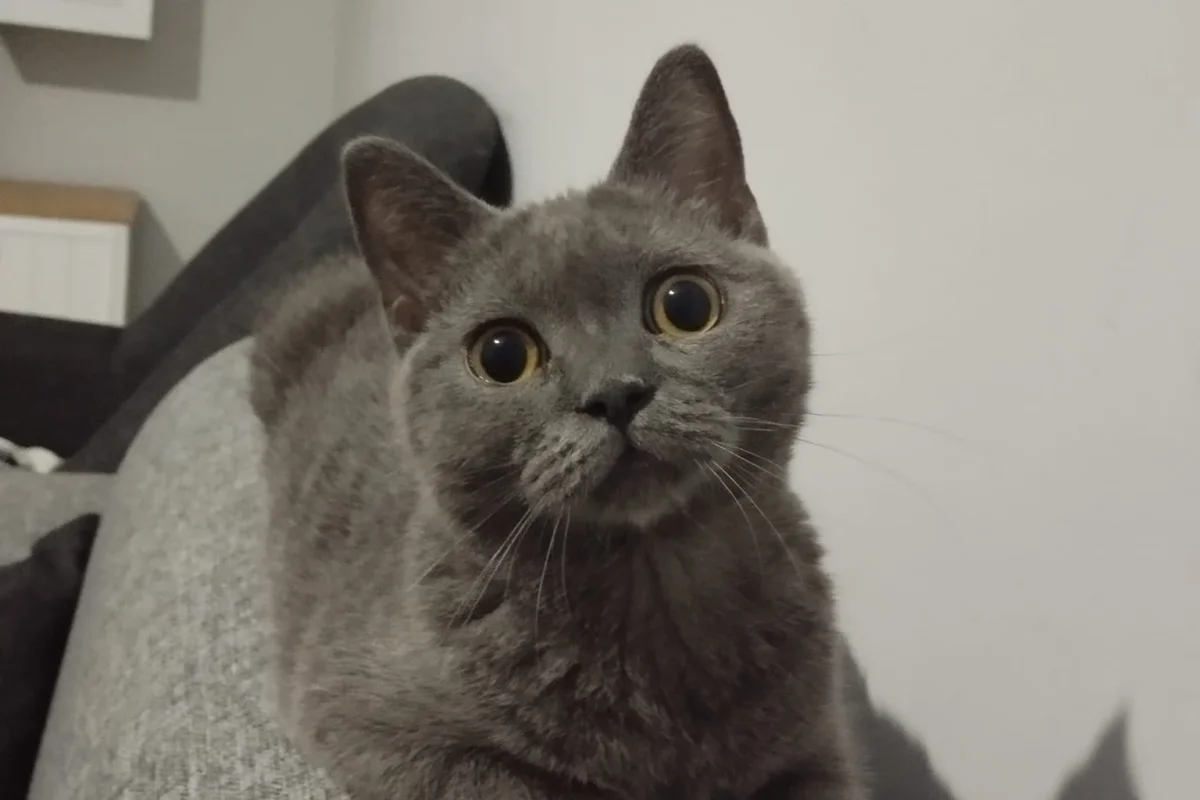 1 yaşında british shorthair 1