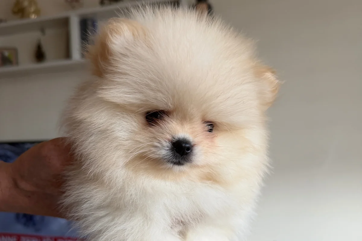 Safkan Pomeranian boo 2