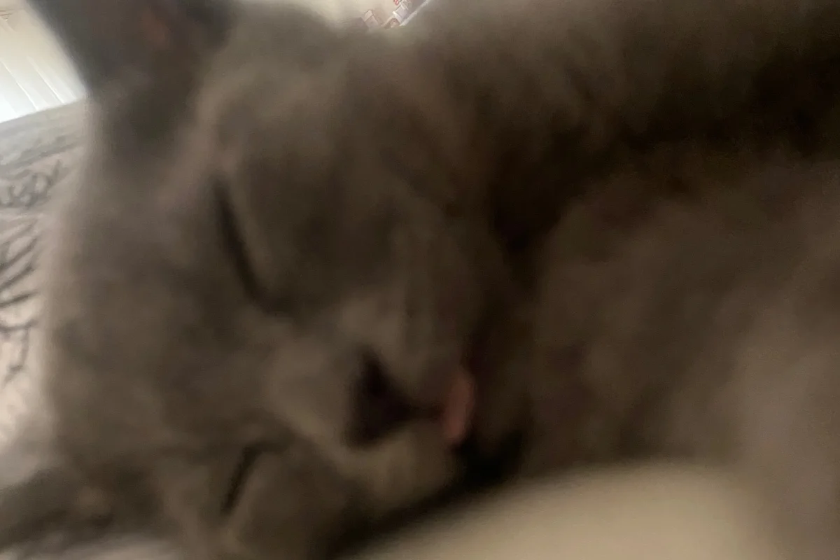 Sevimli arkadaş canlısı yavru kedi 3