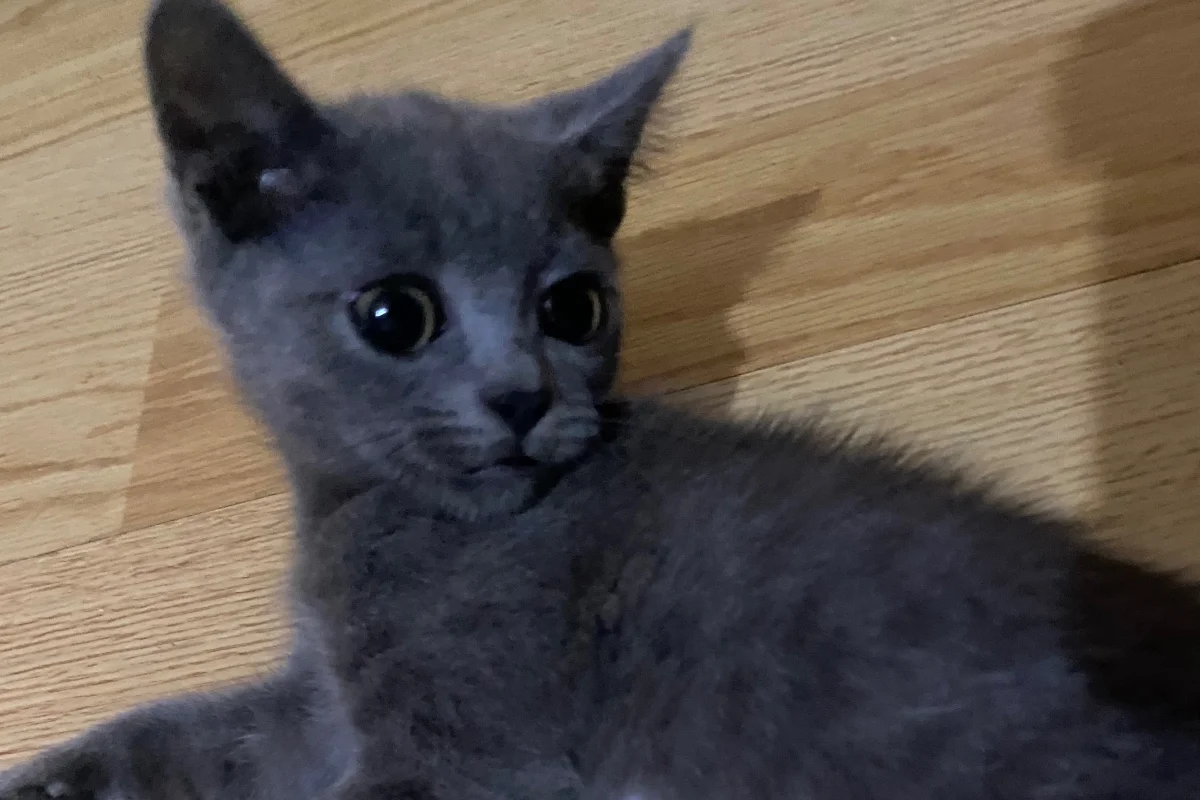 Sevimli arkadaş canlısı yavru kedi 1