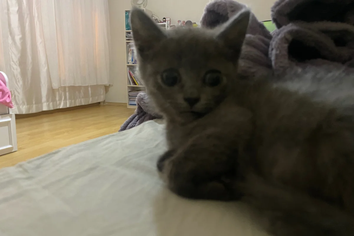 Sevimli arkadaş canlısı yavru kedi 5