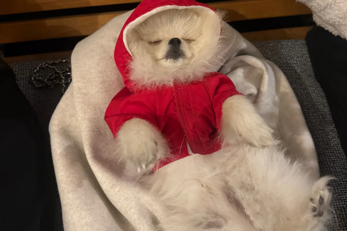 1 yaşında Pomerian Boo 1
