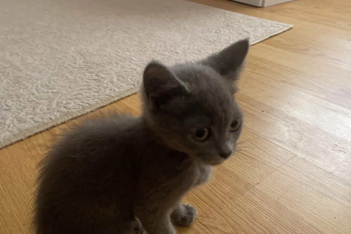 Sevimli arkadaş canlısı yavru kedi 7