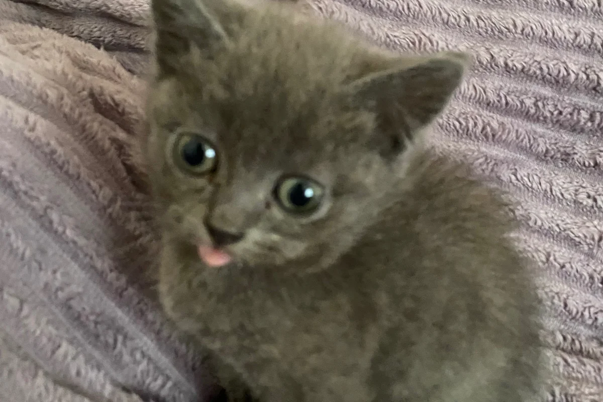 Sevimli arkadaş canlısı yavru kedi 6