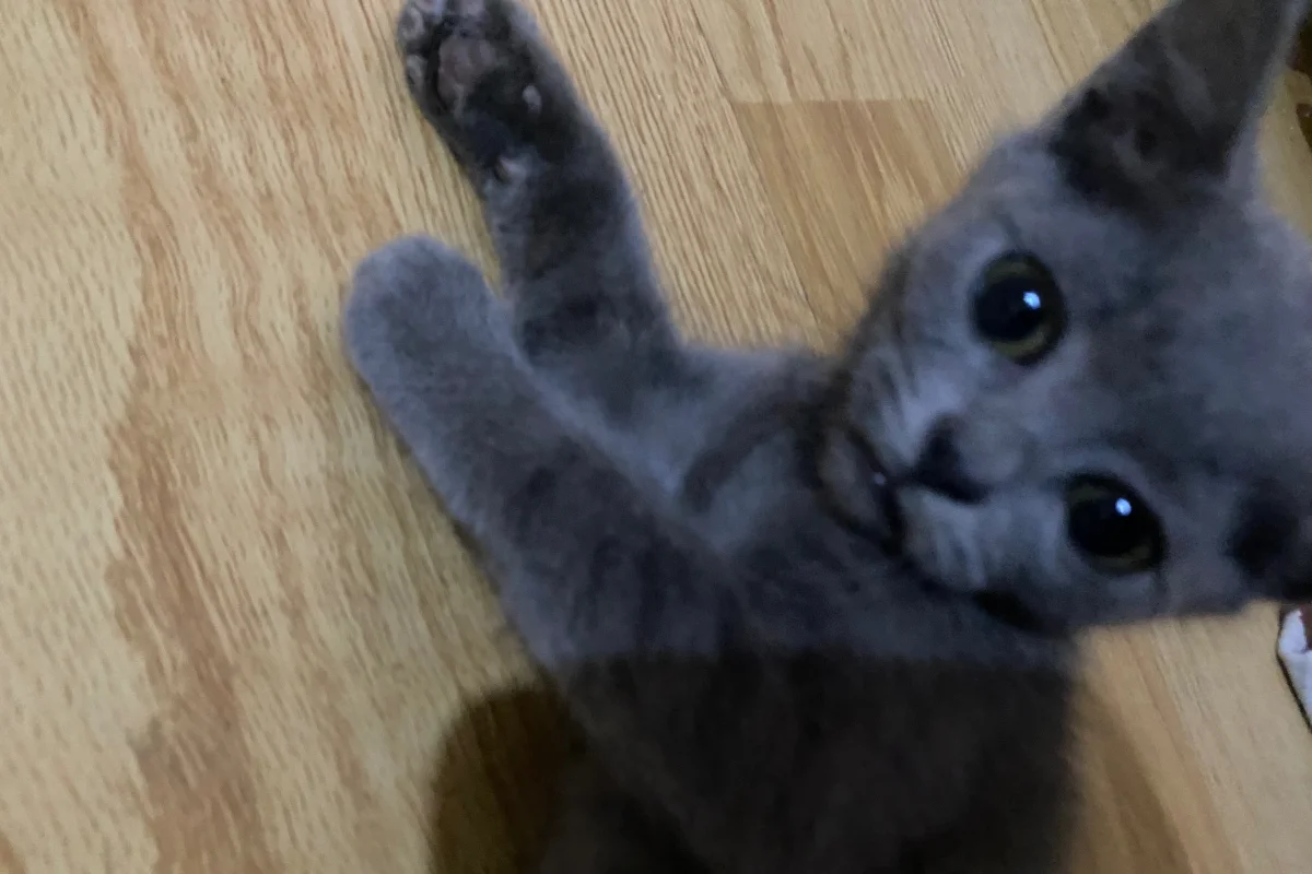 Sevimli arkadaş canlısı yavru kedi 2