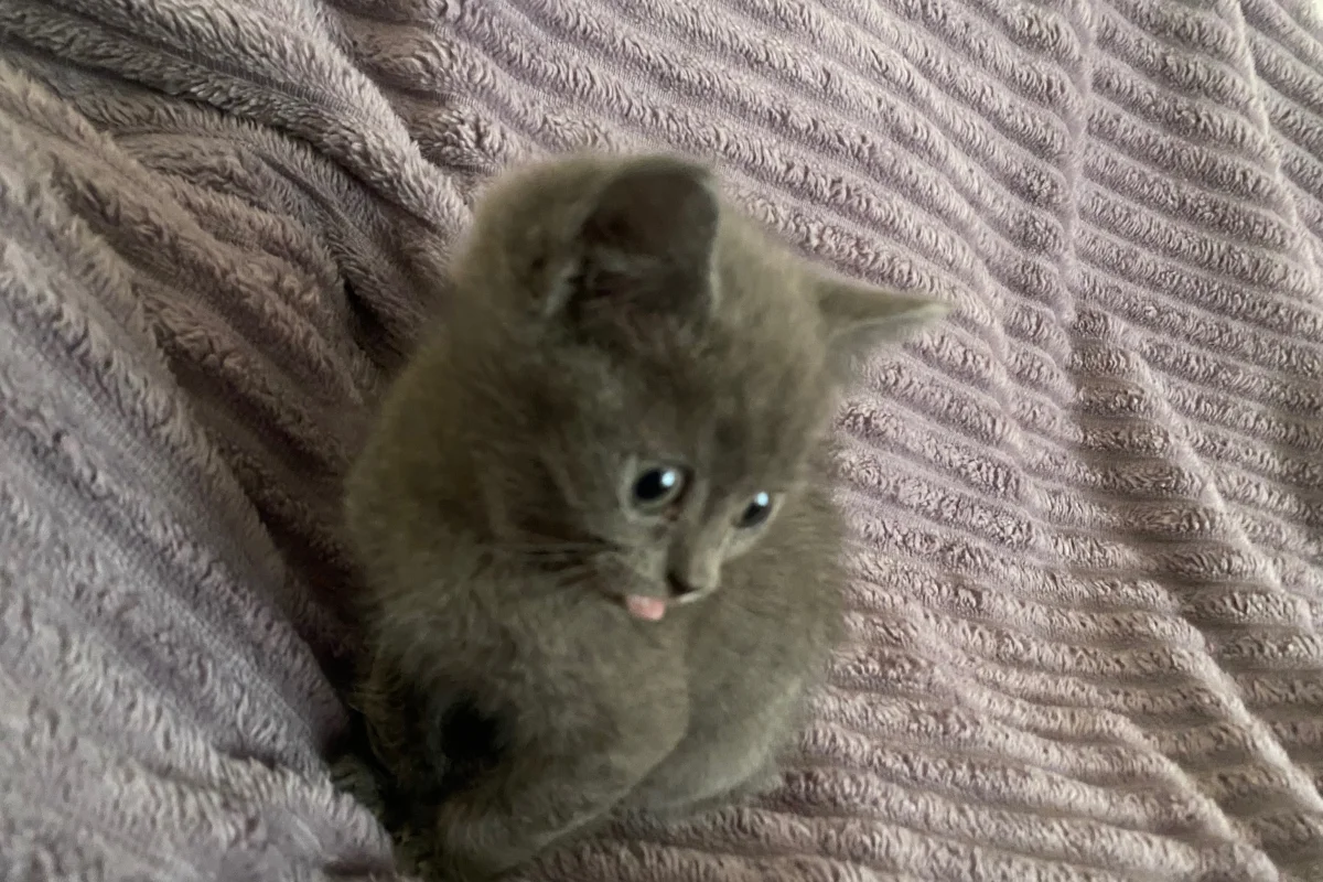 Sevimli arkadaş canlısı yavru kedi 4