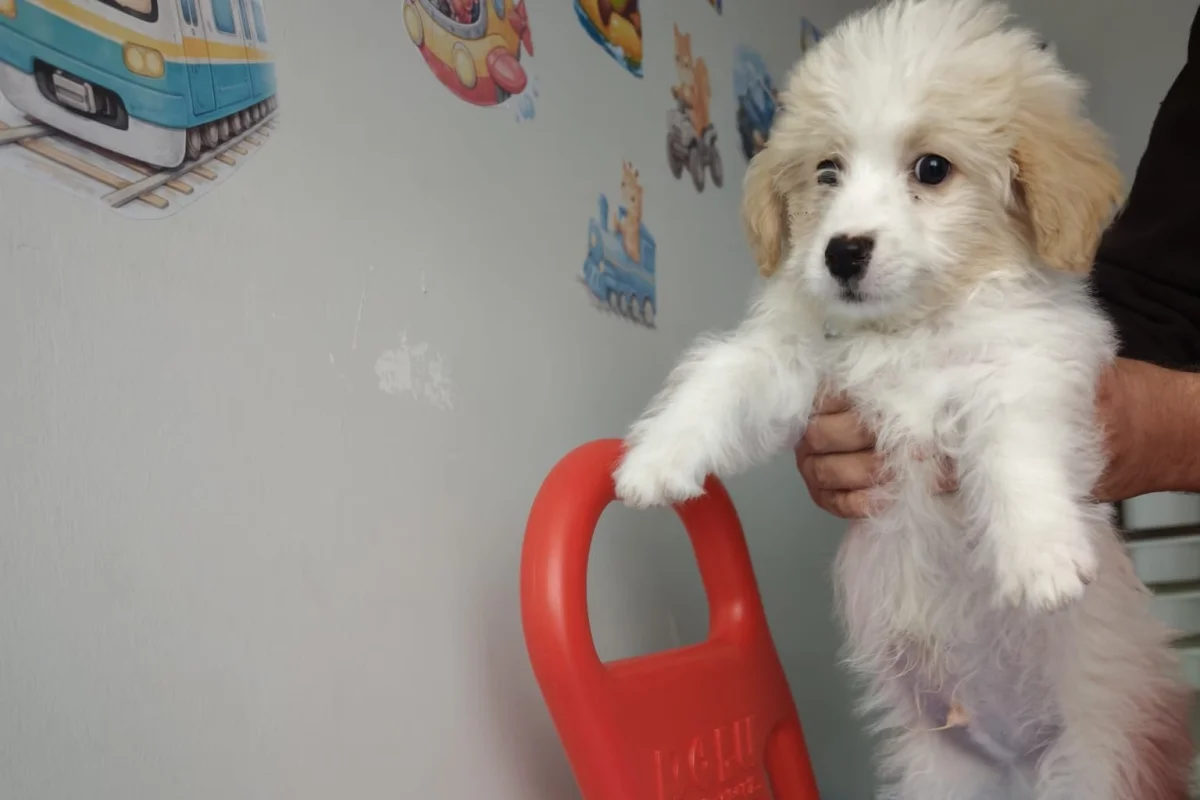 maltipoo 2 aylık 1