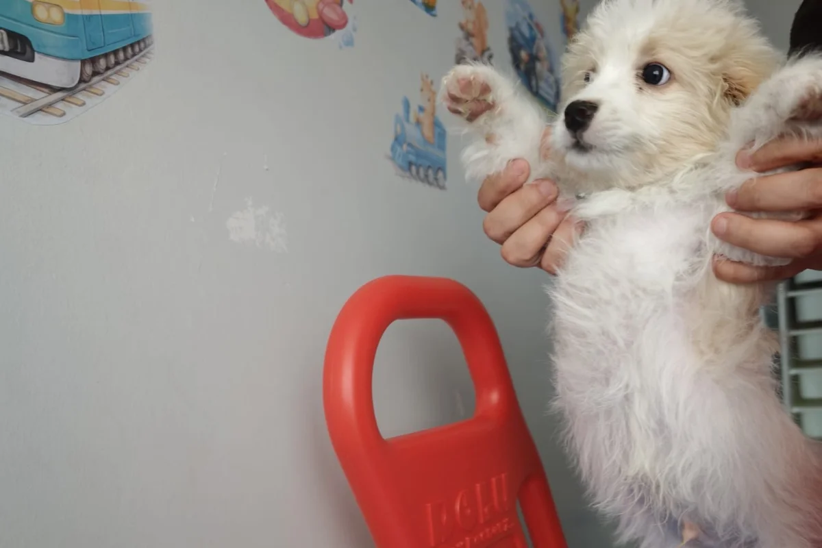 maltipoo 2 aylık 2
