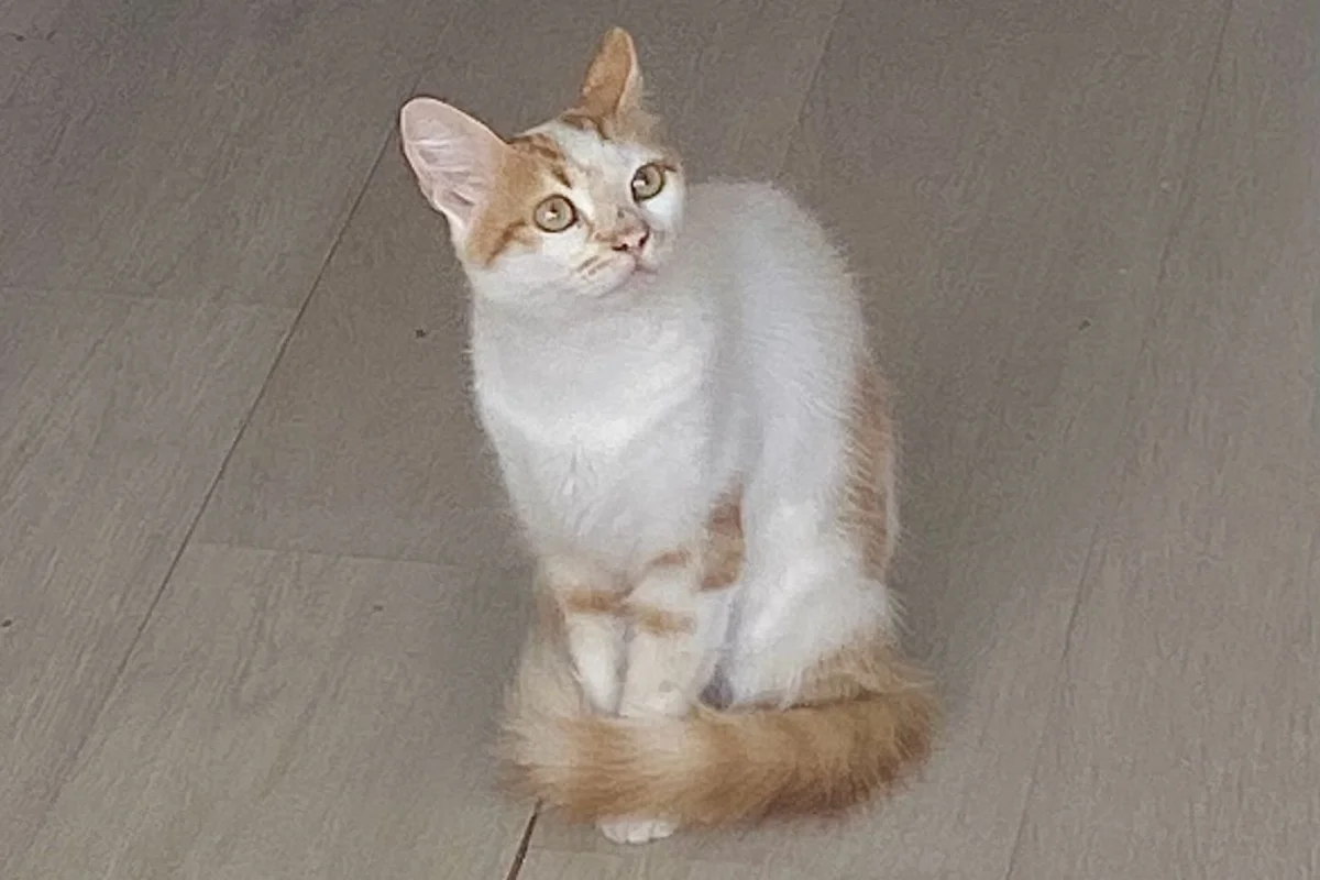 1 yaşında Sarman Kedi 1