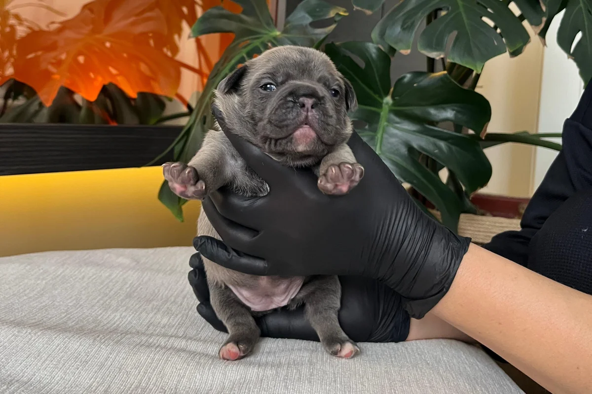 RENGARENK FRENCH BULLDOG YAVRULARIM REZERVEYE AÇIK 6