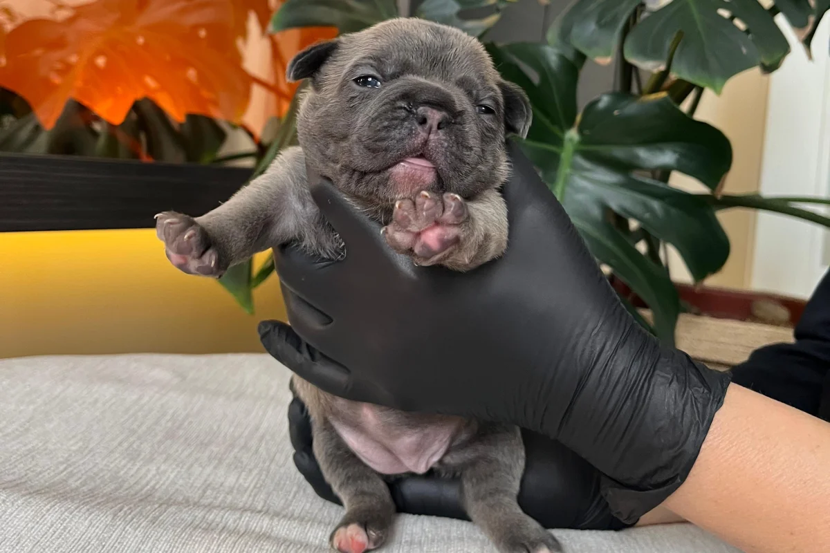 RENGARENK FRENCH BULLDOG YAVRULARIM REZERVEYE AÇIK 8
