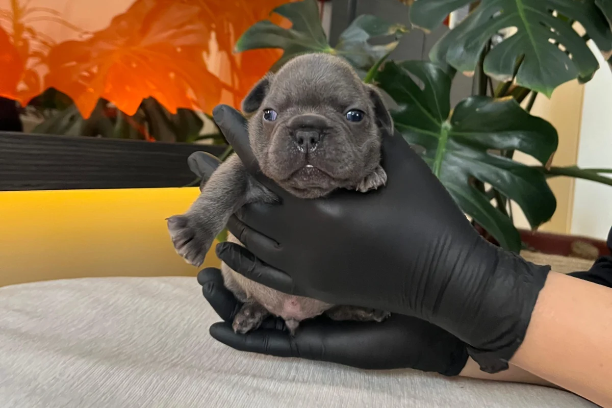 RENGARENK FRENCH BULLDOG YAVRULARIM REZERVEYE AÇIK 4