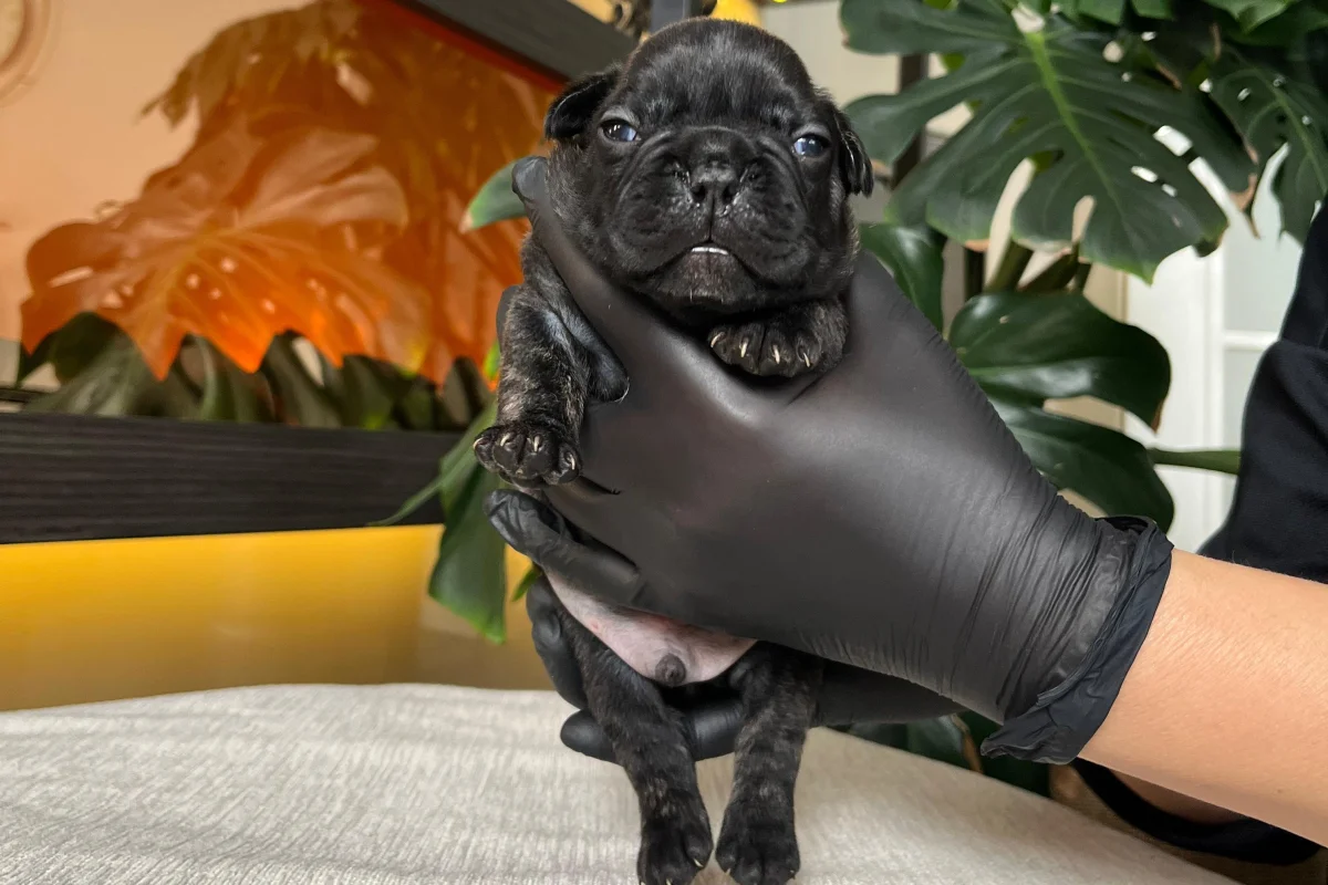RENGARENK FRENCH BULLDOG YAVRULARIM REZERVEYE AÇIK 9